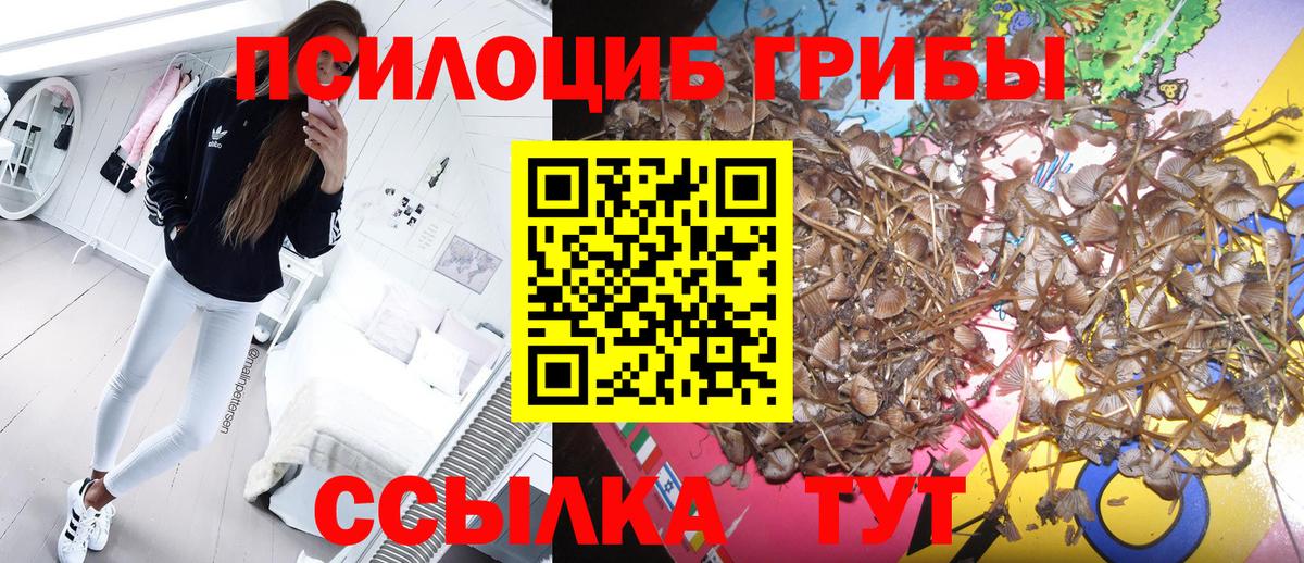 Псилоцибиновые грибы Psilocybine cubensis Дмитров